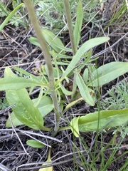 Valeriana tuberosa