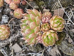 Orostachys spinosa
