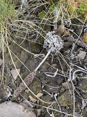 Orostachys spinosa