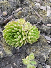 Orostachys spinosa