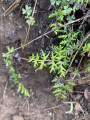 Cheilanthes capensis