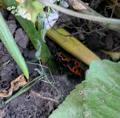 Pyrrhocoris apterus