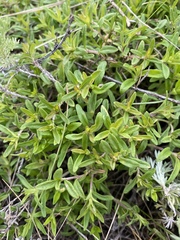 Thymus