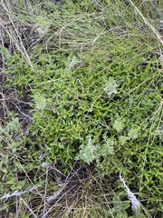 Thymus