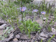 Aster alpinus
