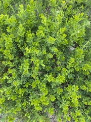 Caragana frutex
