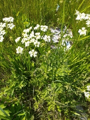 Anthriscus sylvestris