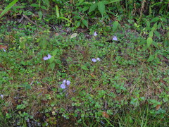 Utricularia tricolor
