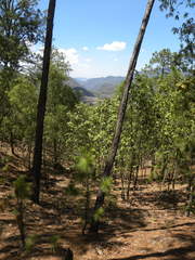 Pinus teocote