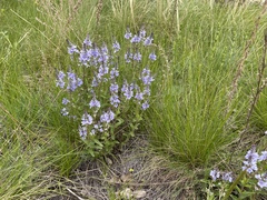 Veronica prostrata