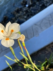Dietes