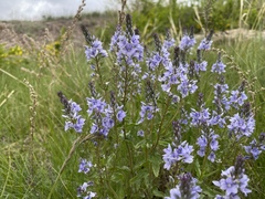 Veronica prostrata