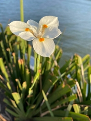 Dietes