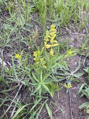 Euphorbia virgata