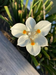 Dietes