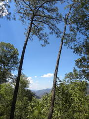 Pinus teocote