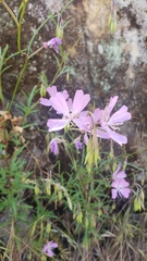 Clarkia biloba brandegeeae