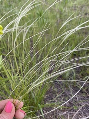 Stipa pennata