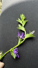 Triodanis lamprosperma