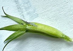 Triodanis lamprosperma