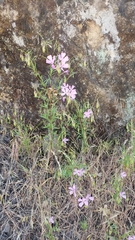 Clarkia biloba brandegeeae