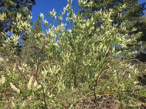 iNaturalist observation photo of Palmer ceanothus