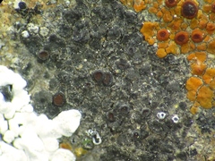 Caloplaca pellodella