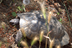Testudo marginata