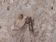 Smeringopus pallidus