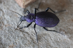 Carabus scabrosus