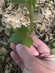 White Bryony (Bryonia alba)