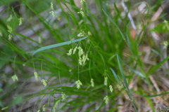 Carex capillaris