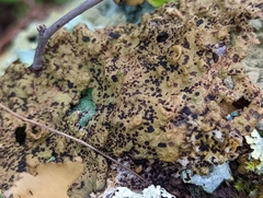 Lasallia pensylvanica