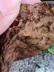 Lasallia pensylvanica