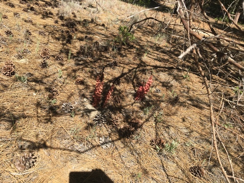 iNaturalist observation photo of Snowplant