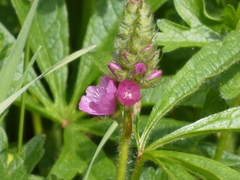 Sidalcea hirtipes