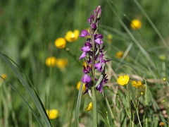 Anacamptis laxiflora