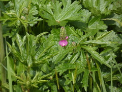 Sidalcea hirtipes