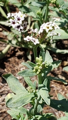 Heliotropium curassavicum