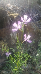 Clarkia biloba brandegeeae