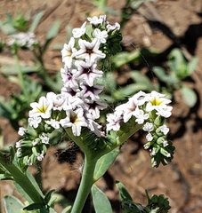 Heliotropium curassavicum