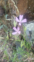 Clarkia biloba brandegeeae