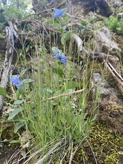 Boechera microphylla