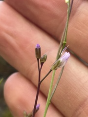 Boechera microphylla