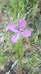 Clarkia biloba brandegeeae