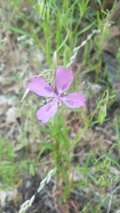 Clarkia biloba brandegeeae