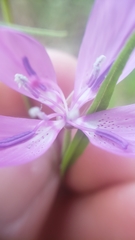 Clarkia biloba brandegeeae