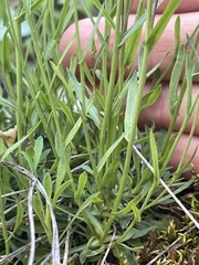 Boechera microphylla