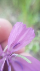 Clarkia biloba brandegeeae