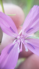 Clarkia biloba brandegeeae